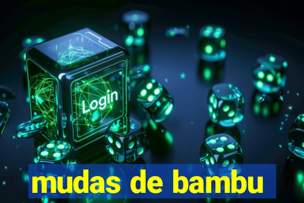 mudas de bambu