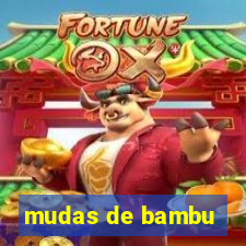 mudas de bambu