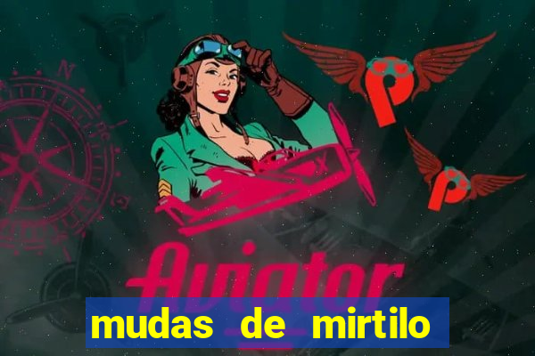 mudas de mirtilo em porto alegre