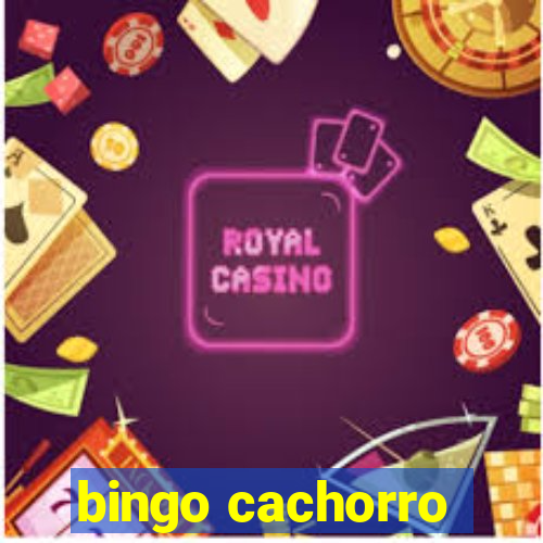 bingo cachorro