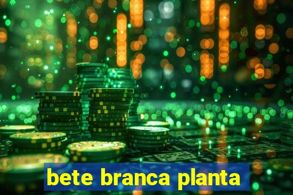 bete branca planta