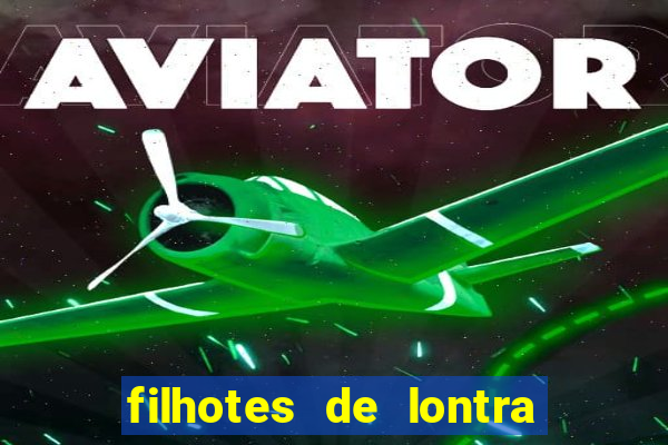 filhotes de lontra para vender