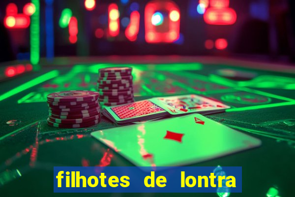 filhotes de lontra para vender