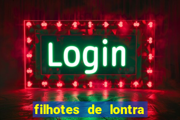 filhotes de lontra para vender