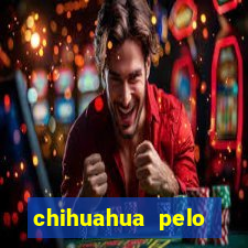 chihuahua pelo longo pre莽o