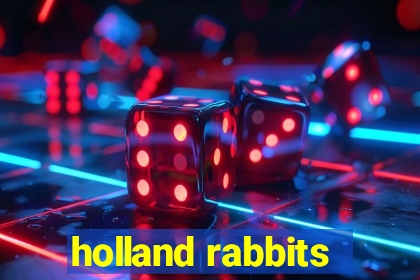 holland rabbits