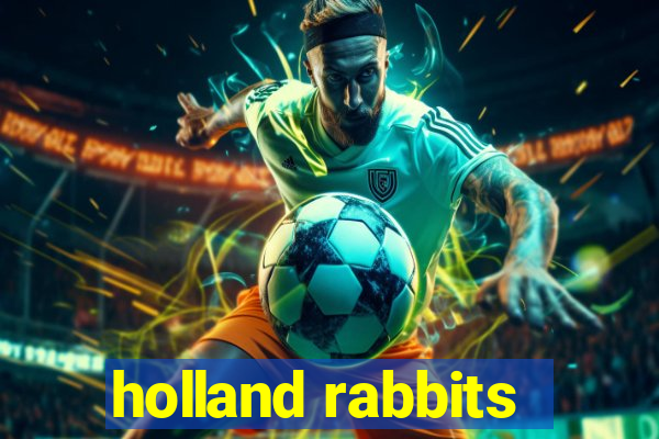 holland rabbits