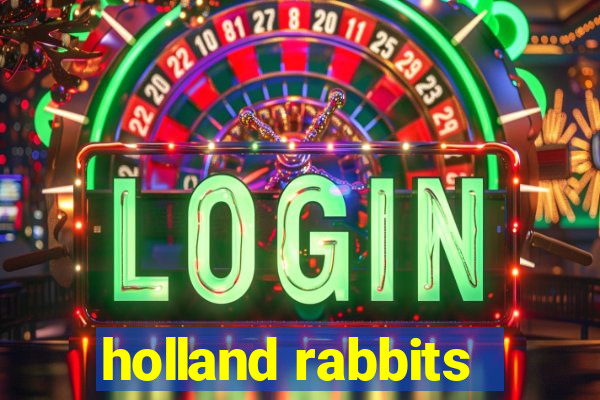 holland rabbits