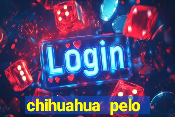 chihuahua pelo longo porto alegre