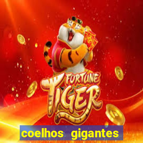 coelhos gigantes onde comprar