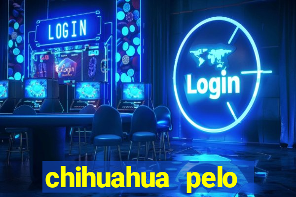 chihuahua pelo longo preço