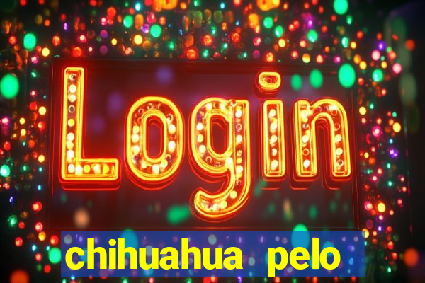 chihuahua pelo longo preço