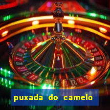 puxada do camelo no jogo do bicho