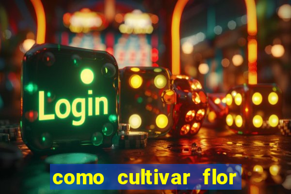 como cultivar flor da fortuna em vasos