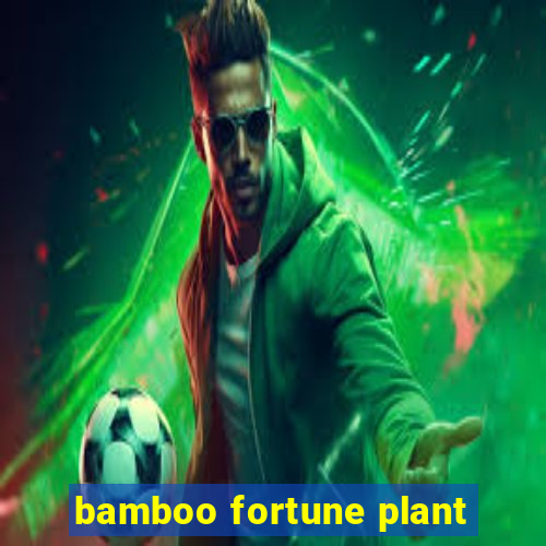 bamboo fortune plant