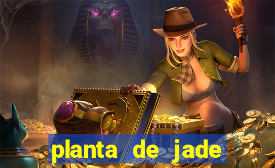 planta de jade significado espiritual