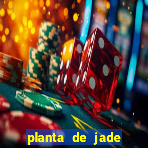 planta de jade significado espiritual