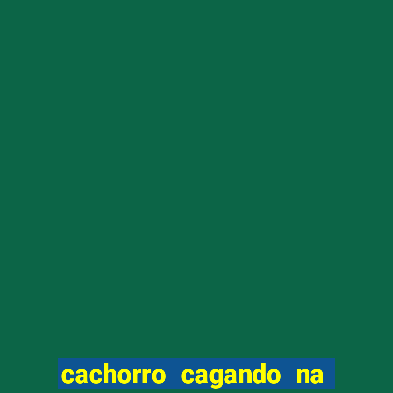 cachorro cagando na camisa do corinthians