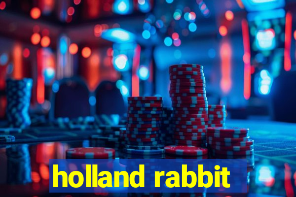 holland rabbit